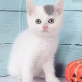 スコティッシュフォールド(立ち耳)【東京都・男の子・2025年7月22日・ブルータビー&ホワイトバン】の写真2