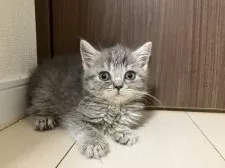 マンチカン(長足)【東京都・女の子・2024年10月27日・ブルータビー】の写真8