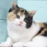 マンチカン(長足)【東京都・女の子・2025年4月5日・キャリコ】の写真2