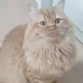 マンチカン(長足)【東京都・男の子・2024年12月12日・レッドタビー】の写真2