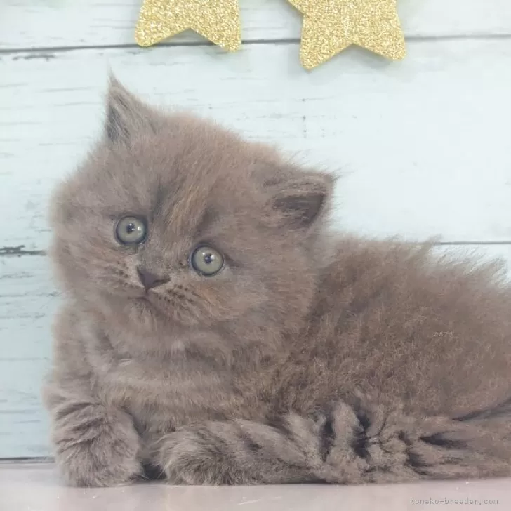 アッシュローズ、短毛シュシュ、わんちゃん猫ちゃん用 マンチカン(短足)【東京都・女の子・2025年8月6日・ブルー】短足