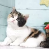 マンチカン(長足)【東京都・女の子・2025年4月5日・キャリコ】の写真3