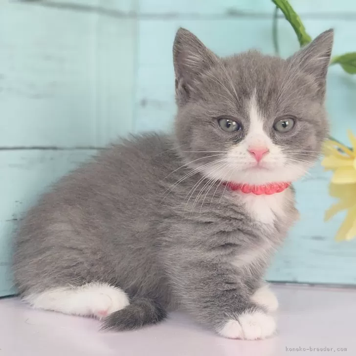 マンチカン マンチカン(短足)【千葉県・女の子・2024年12月7日・キャリコ