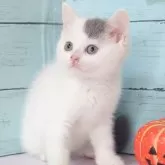 スコティッシュフォールド(立ち耳)【東京都・男の子・2025年7月22日・ブルータビー&ホワイトバン】の写真4