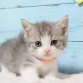 マンチカン(短足)【東京都・男の子・2025年12月26日・ブルータビー&ホワイト】の写真4