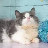 スコティッシュフォールド(立ち耳)【東京都・男の子・2025年7月22日・ブルータビー&ホワイト】の写真5