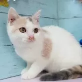 スコティッシュフォールド(立ち耳)【東京都・女の子・2025年7月22日・ダイリュートキャリコ】の写真5