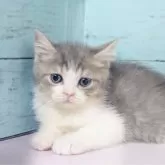 マンチカン(長足)【東京都・男の子・2025年10月16日・ブルータビー&ホワイト】の写真5