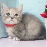 マンチカン(短足)【東京都・女の子・2025年10月16日・ブルークリーム】の写真5