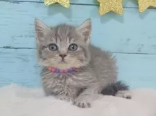 マンチカン(長足)【東京都・女の子・2024年10月27日・ブルータビー】の写真5