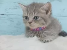 マンチカン(長足)【東京都・女の子・2024年10月27日・ブルータビー】の写真6