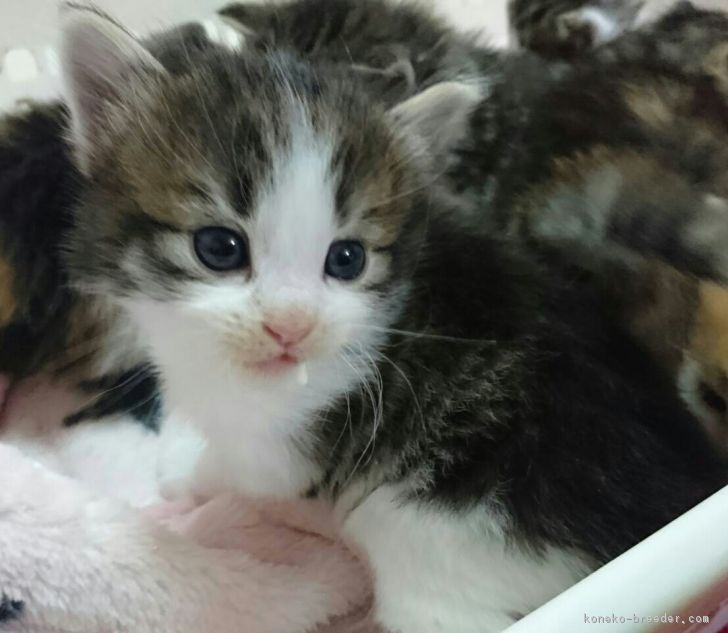 ID:1701-00273の子猫