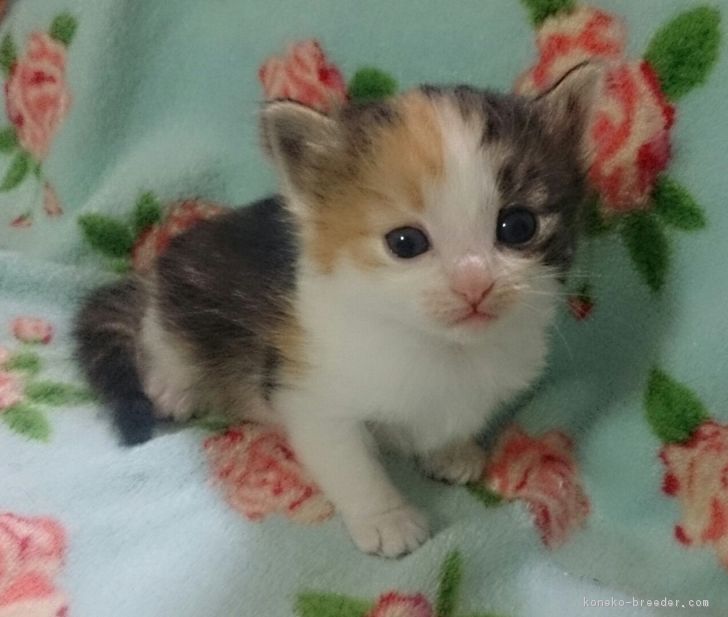ID:1701-00275の子猫