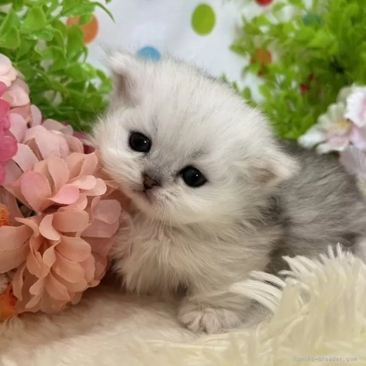 留美 様のお迎えした子猫