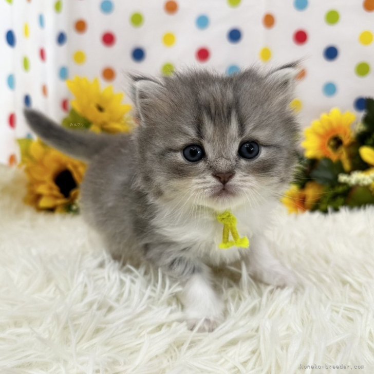【中古】 かわいい子猫の大行進 思わずだきしめたくなる！/立風書房 中古】 かわいい子猫の大行進 思わずだきしめたくなる！ （立風