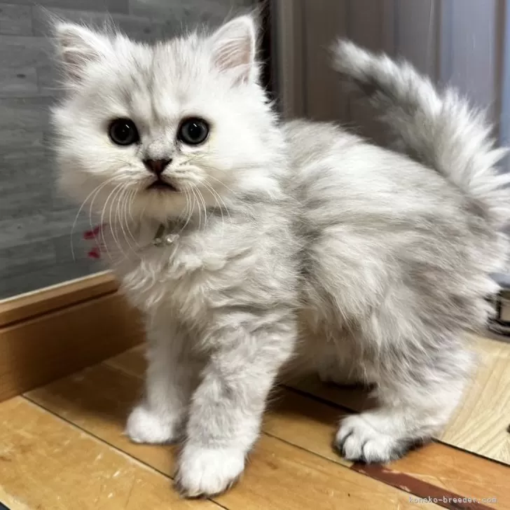 ID：2411-02367の子猫