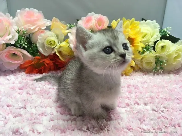 ID：1710-00498の子猫