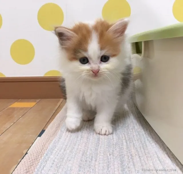 ID:1908-01234の子猫