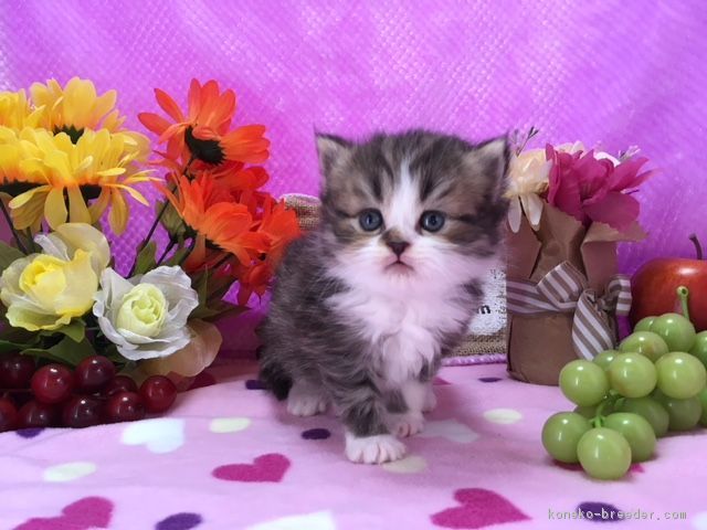 もふねこ 様のお迎えした子猫