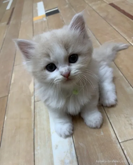 ID：1909-01930の子猫