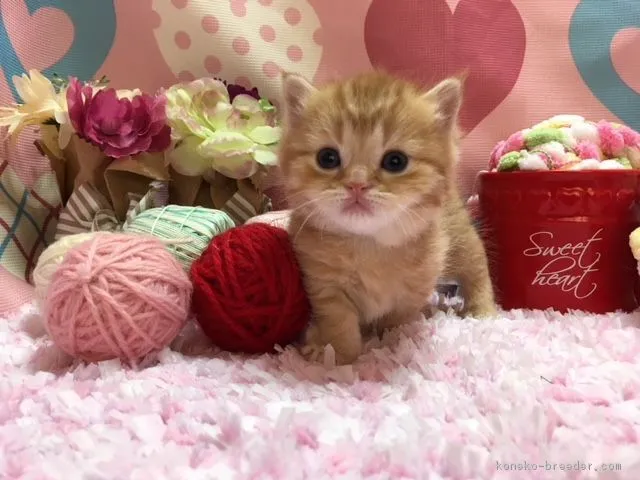 ID:1802-00157の子猫