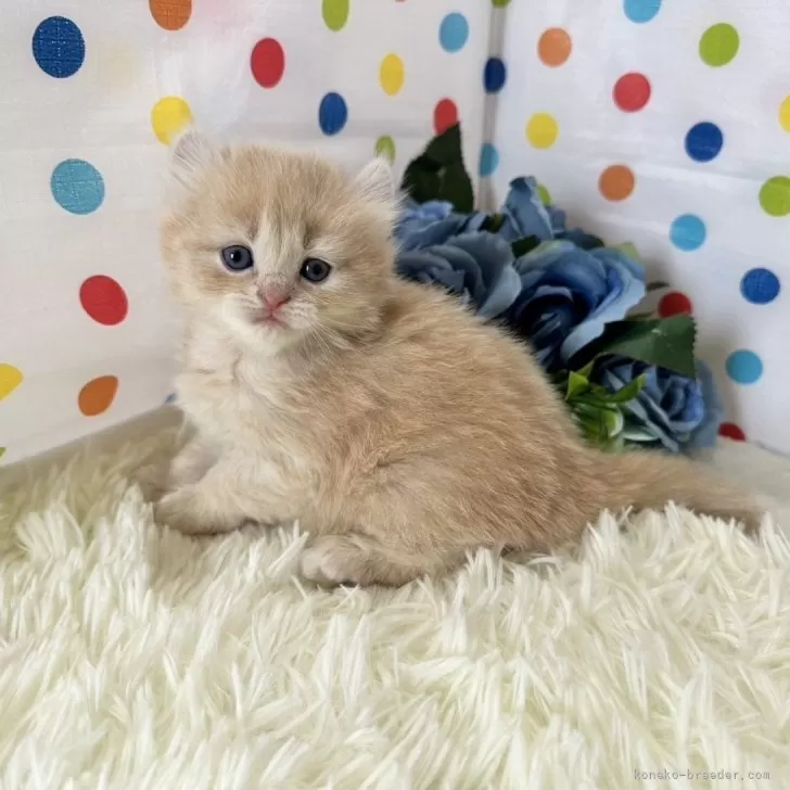 ID：2405-00818の子猫