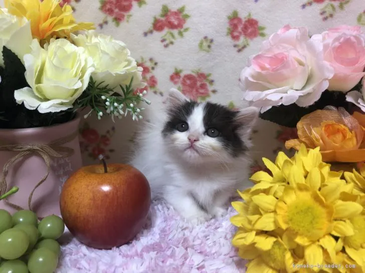 ID:1807-01154の子猫