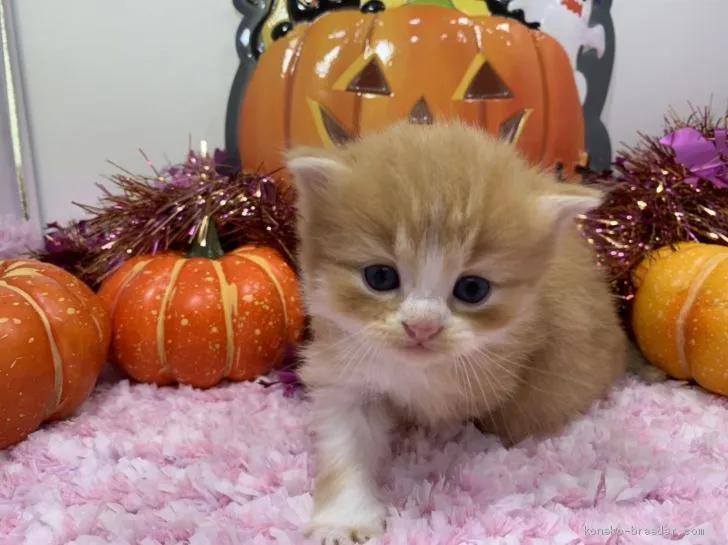 hory 様のお迎えした子猫