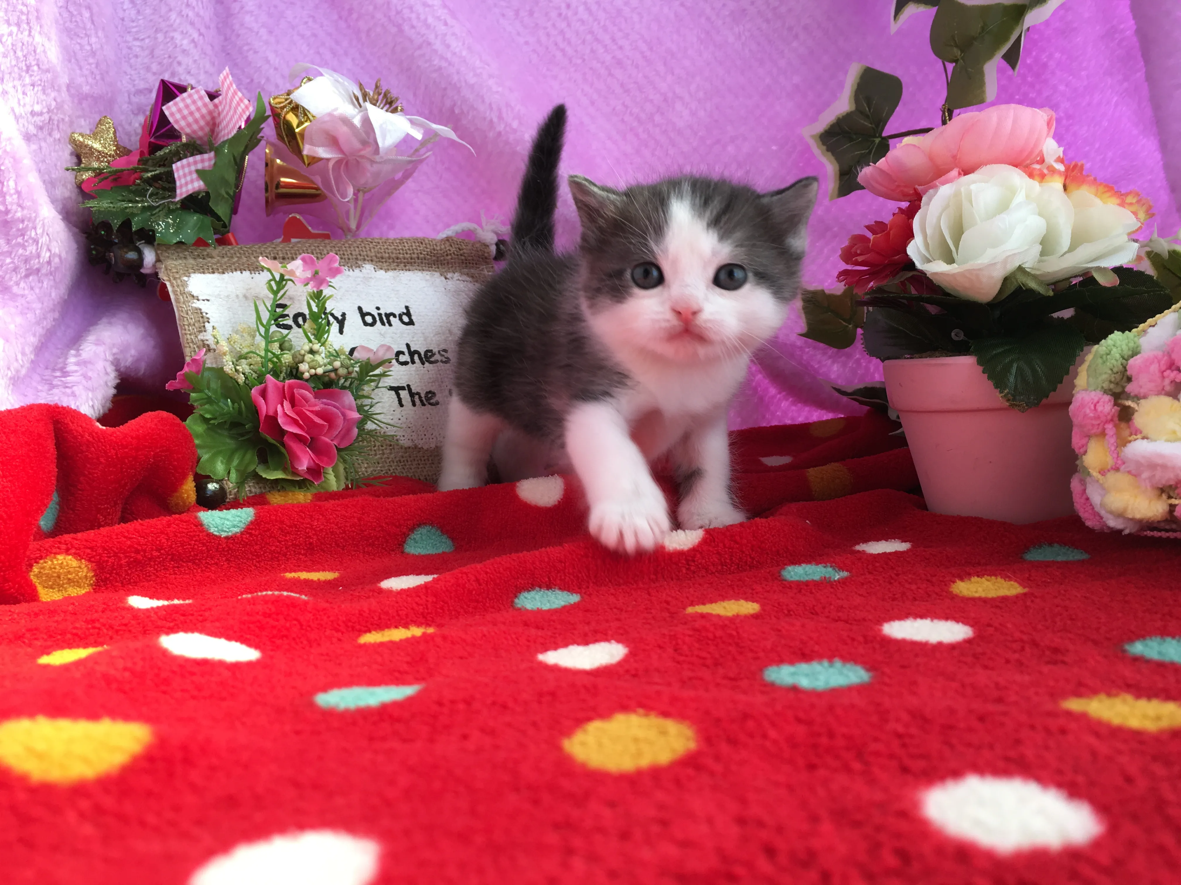 ID：1603-00458の子猫