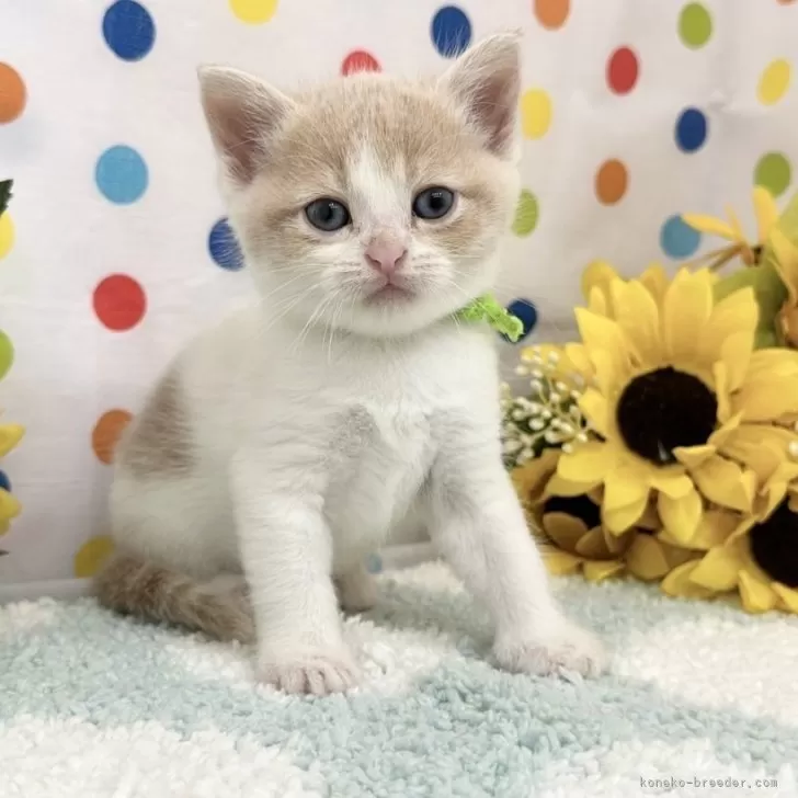 ID：2407-02191の子猫