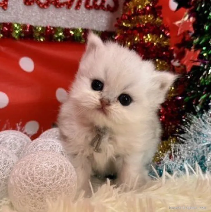 kuu 様のお迎えした子猫