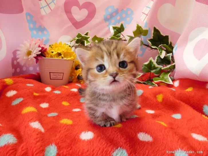 きなこ 様のお迎えした子猫