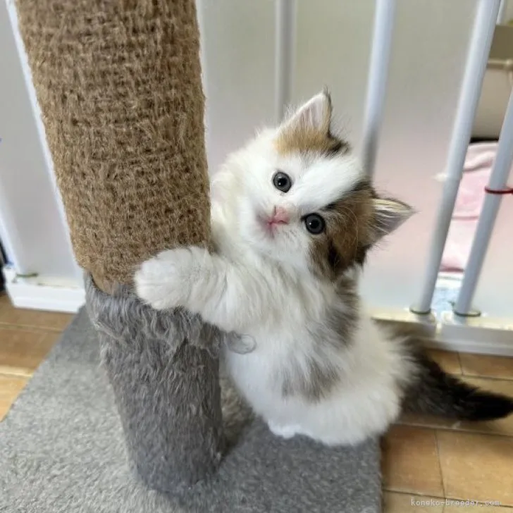 ID：2304-01988の子猫