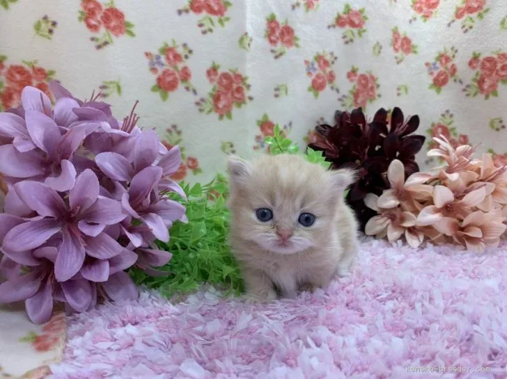 ID：2011-00007の子猫