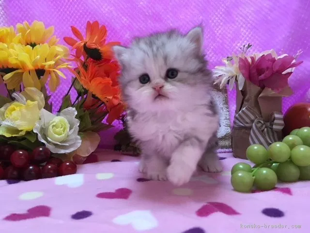 ID:1801-00263の子猫