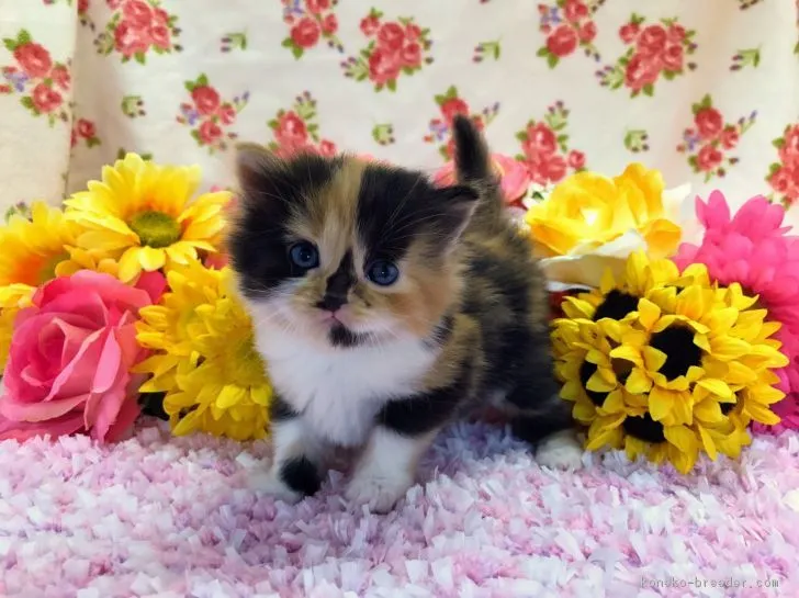 ID:1706-01330の子猫
