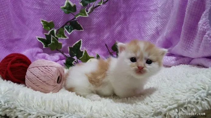 ID：1509-00137の子猫
