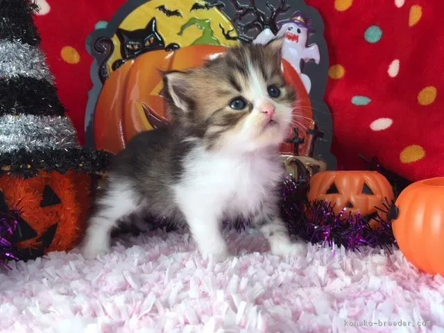 ID：1810-00521の子猫