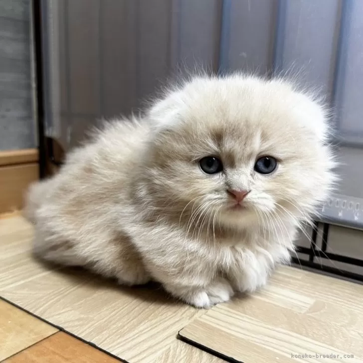 ID：2410-03469の子猫