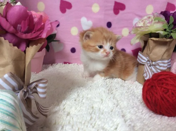 ID：1503-00174の子猫