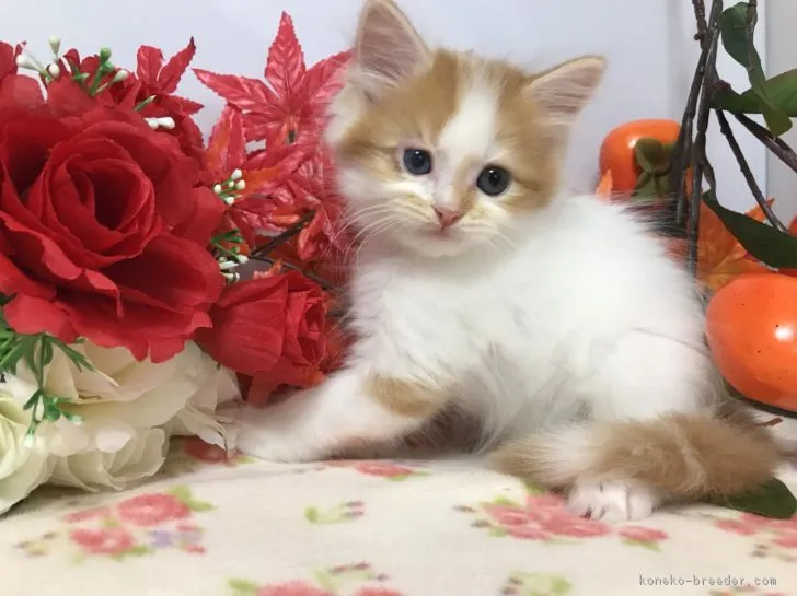 はなぽんず 様のお迎えした子猫