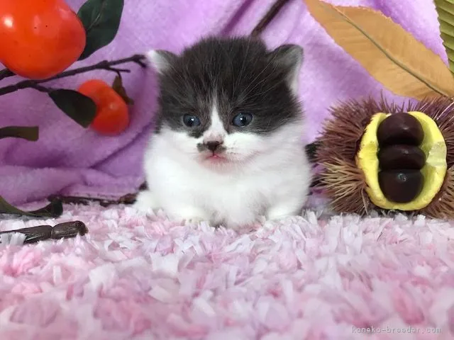 ID：1811-00301の子猫