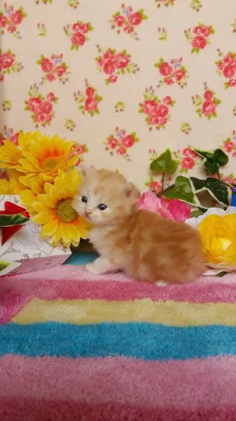 ID：1504-00350の子猫