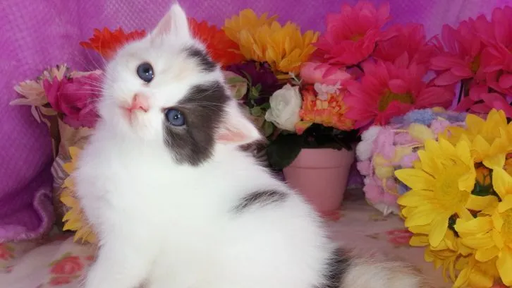 ID：1604-00428の子猫