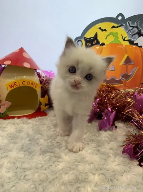 M.M 様のお迎えした子猫