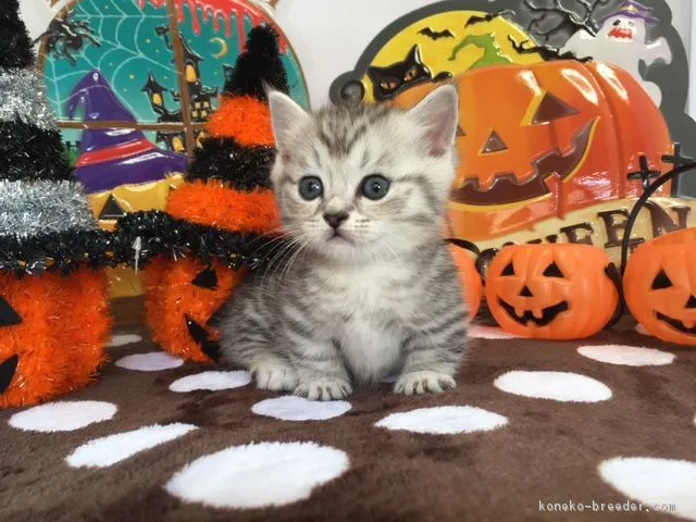 サヤサヤ 様のお迎えした子猫
