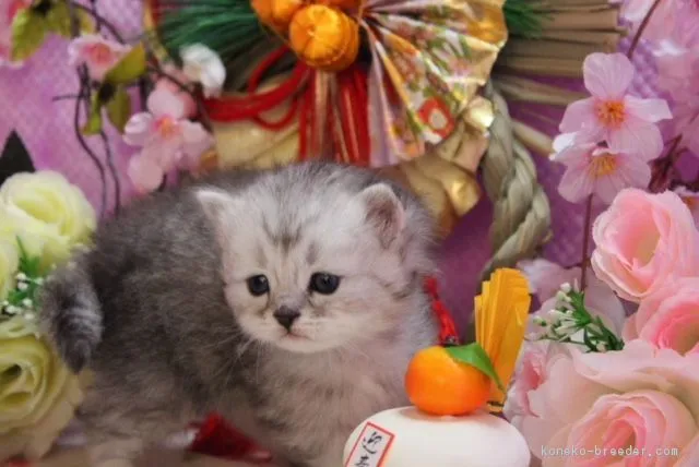ゆー 様のお迎えした子猫
