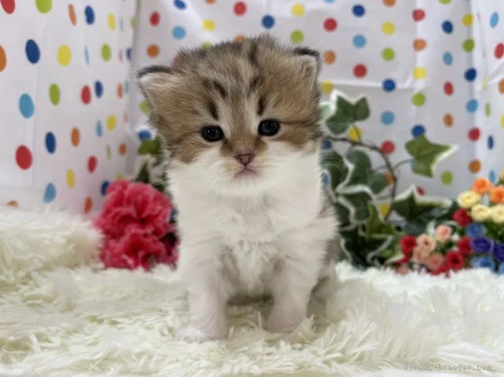 つちや 様のお迎えした子猫