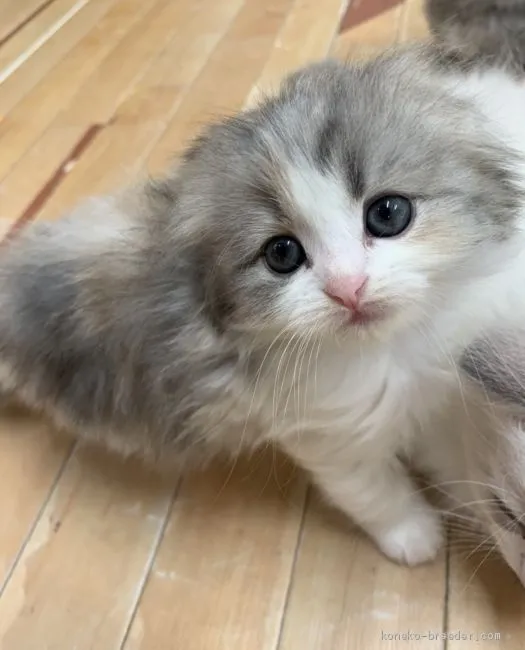 マンチカン(長足)【福岡県・女の子・2019年9月4日・ブルーパッチドタビー&amp;ホワイト】の写真1「お写真を最新のものに差し替えました」