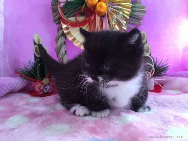 ID：1701-00452の子猫
